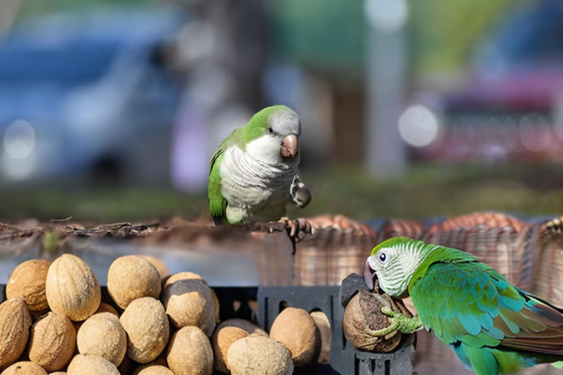 Can parrots eat Nutmeg