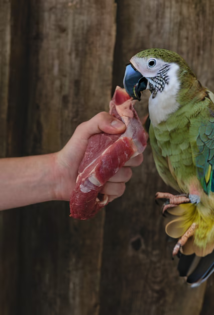 Can parrots eat ham