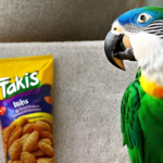 Can parrots eat takis?