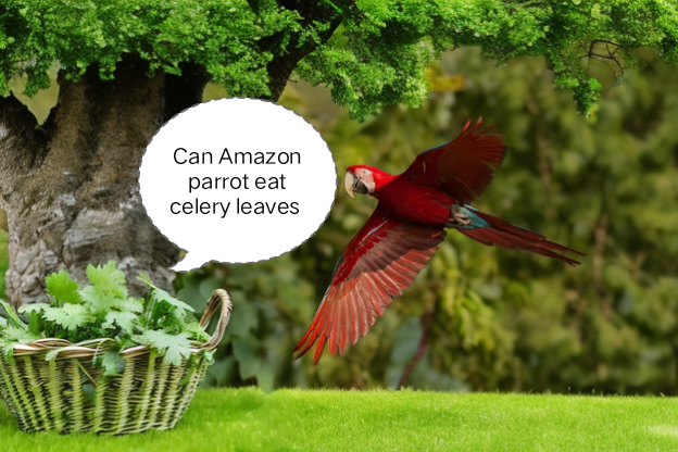 Amazon parrots eat celery leaves