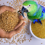 Can parrots eat fenugreek seeds?