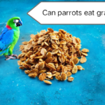 Can parrots eat granola?