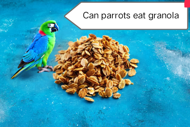 Can parrots eat granola