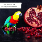 Can parrots eat pomegranate seeds?
