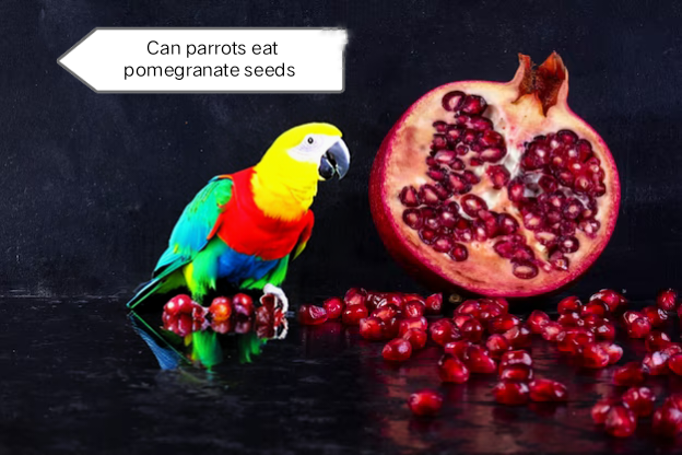 Can parrots eat pomegranate seeds