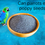 Can parrots eat poppy seeds?