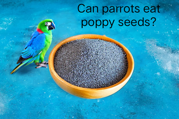 Can parrots eat poppy seeds