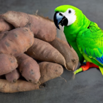 Can parrots eat sweet potato skin?