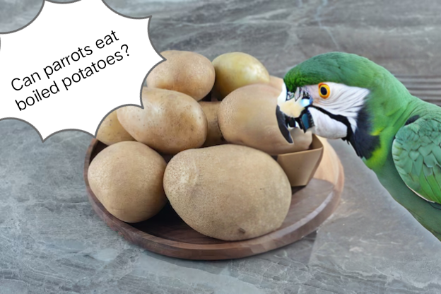Can parrots eat boiled potatoes